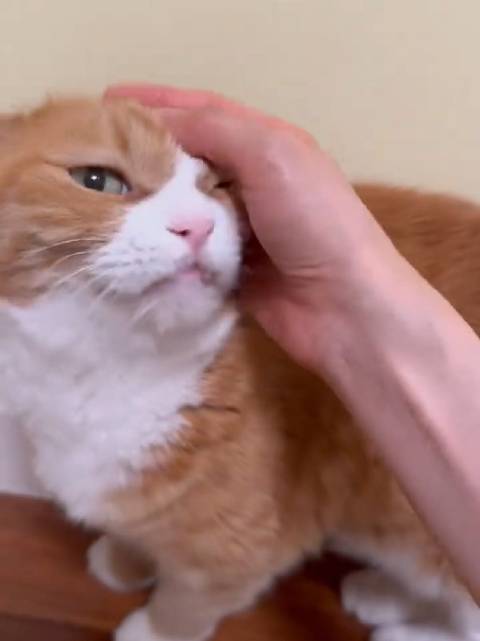 求抱抱