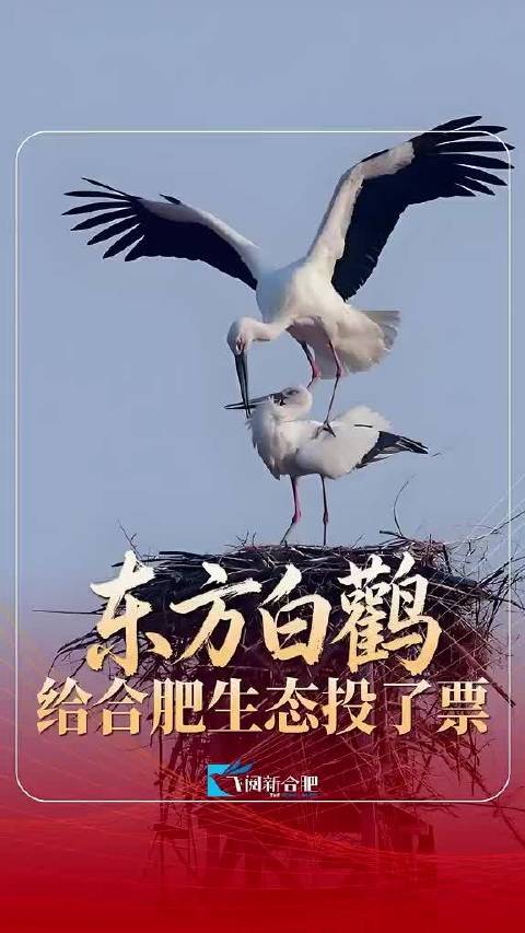 鸟中大熊猫在合肥当爸妈了