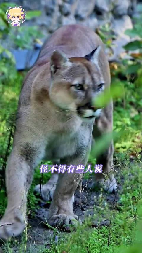 我和建模怪站一块belike 动物世界 出片 美洲狮 神图