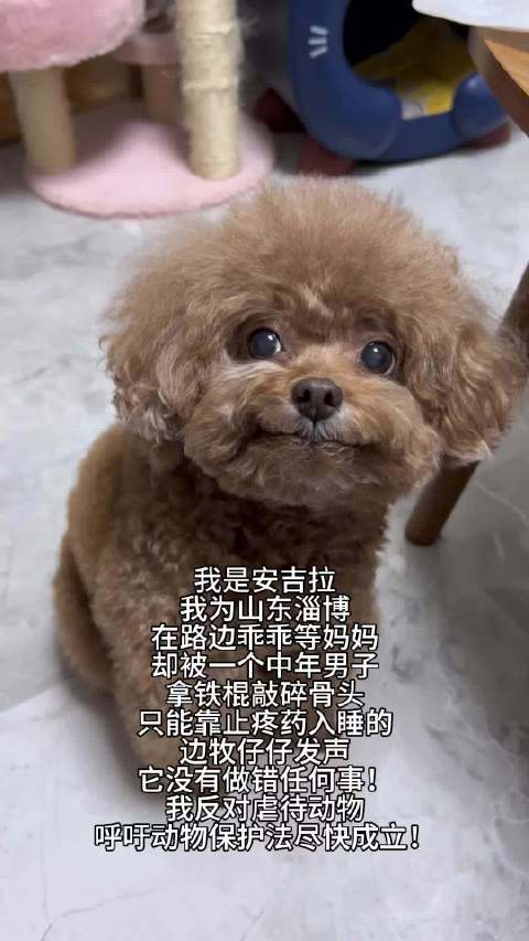 边牧仔仔 反虐待动物法 动物保护法 保护动物 所有生物生来平等