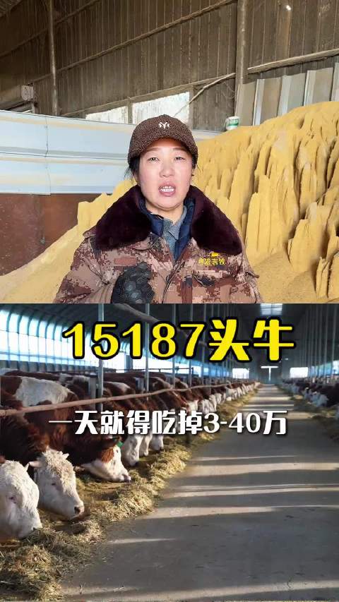 视频：一万五千头牛，一天能吃掉一台宝马X5！你敢信？
