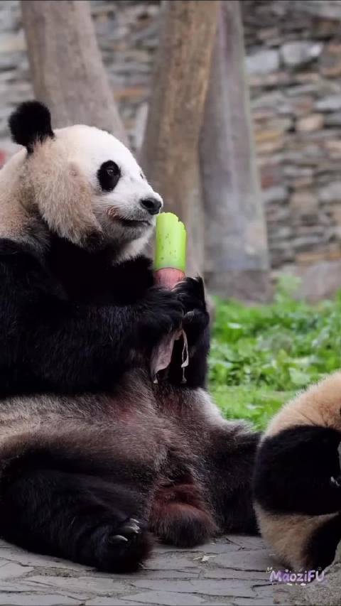 红嘴蓝鹊趁两宝宝熟睡偷走窝窝头