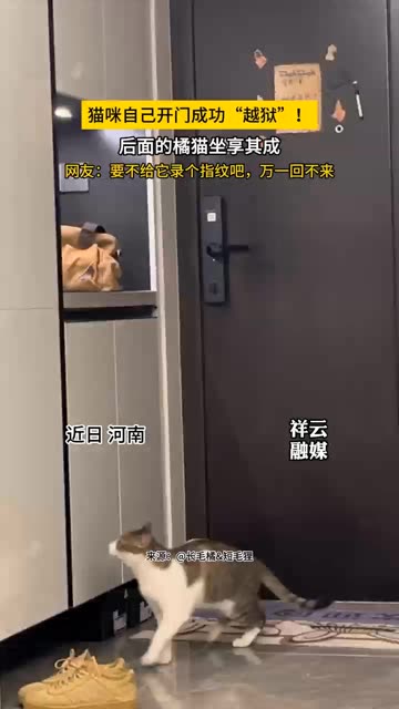 猫咪自己开门成功“越狱”！（YX）猫迷惑 这操作也是没谁了