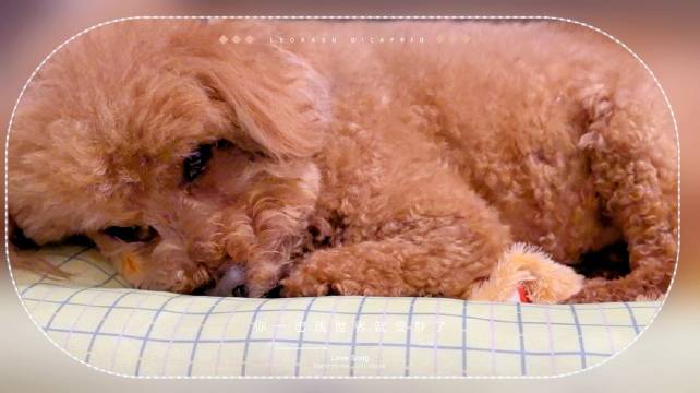 狗狗初试新窝秒入睡满意摇尾
