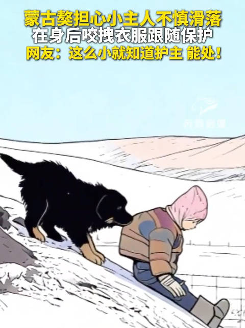 蒙古獒咬拽衣服护小主人防滑落