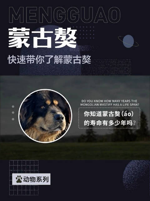 快速带你了解蒙古獒