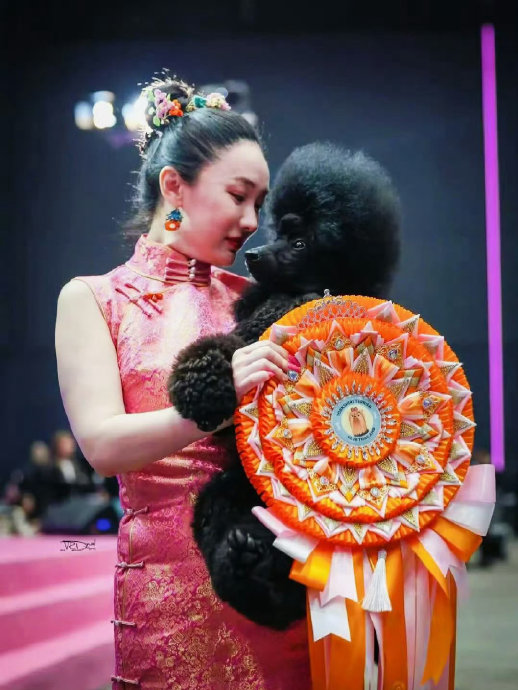 霍思燕携中国首只赛级蒙古獒杜尔衮获国际犬赛特幼组冠军