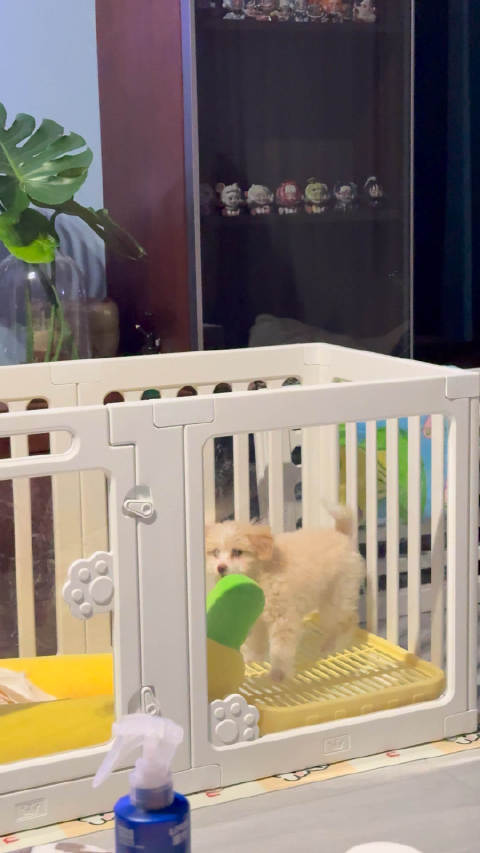 我家狗会越狱了 真的完蛋了 肿么办 太聪明了 才两个月零几天的小斗