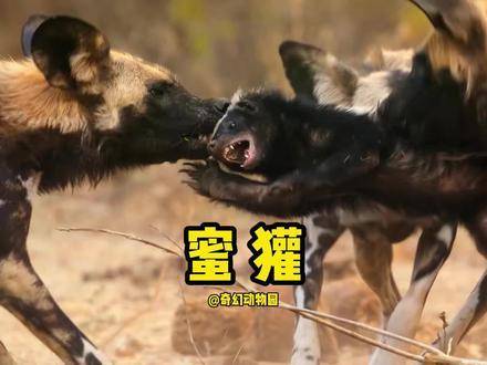 蜜獾：这回真碰上旗鼓相当的劲敌了 一代人有一代人的动物世界