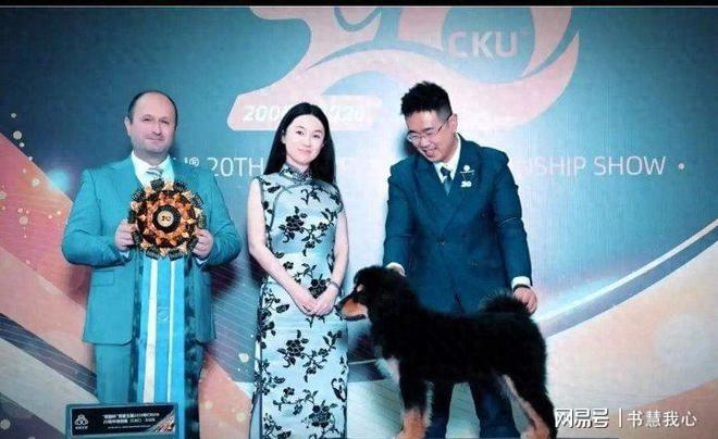 又夺冠了！霍思燕的蒙古獒爆火，狠狠给中国犬种争了口气