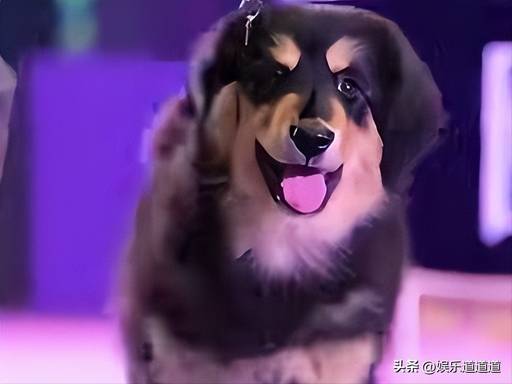 霍思燕的蒙古獒又夺冠了！中国原生犬种惊艳国际赛场