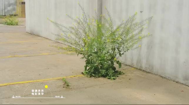 水泥地缝油菜野蛮生长展现自然力量