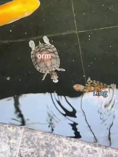 乌龟求偶后鲨鱼再现求偶行为