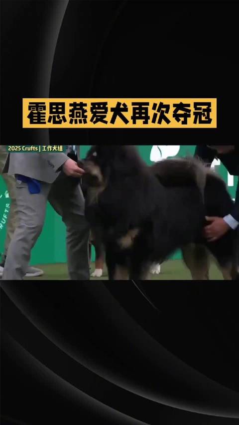 霍思燕蒙古獒FCI国际犬展夺冠，中国原生犬种获世界认可
