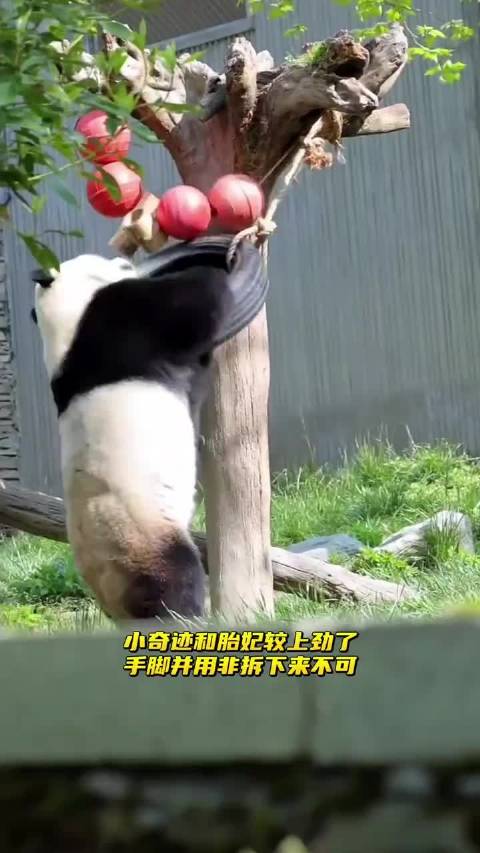 超牛掰的功夫熊猫小奇迹，嗨翻全场，惊艳所有所有观众！
