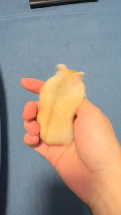 鼠鼠就这样爬呀爬呀爬 堂堂越狱！