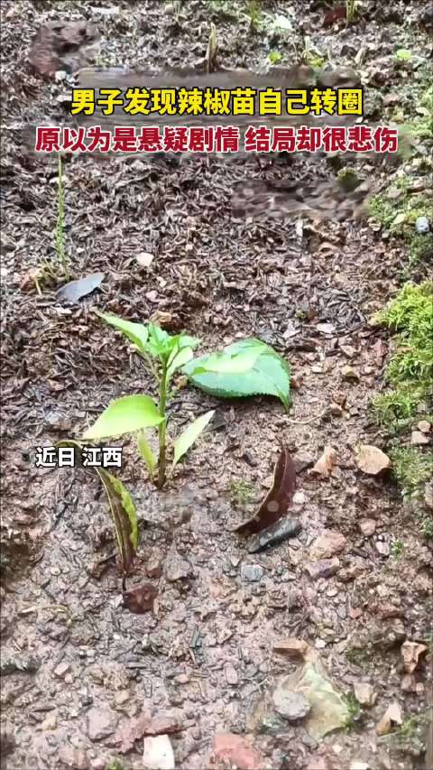 惊呆了！江西一男子晒辣椒苗没风却打转