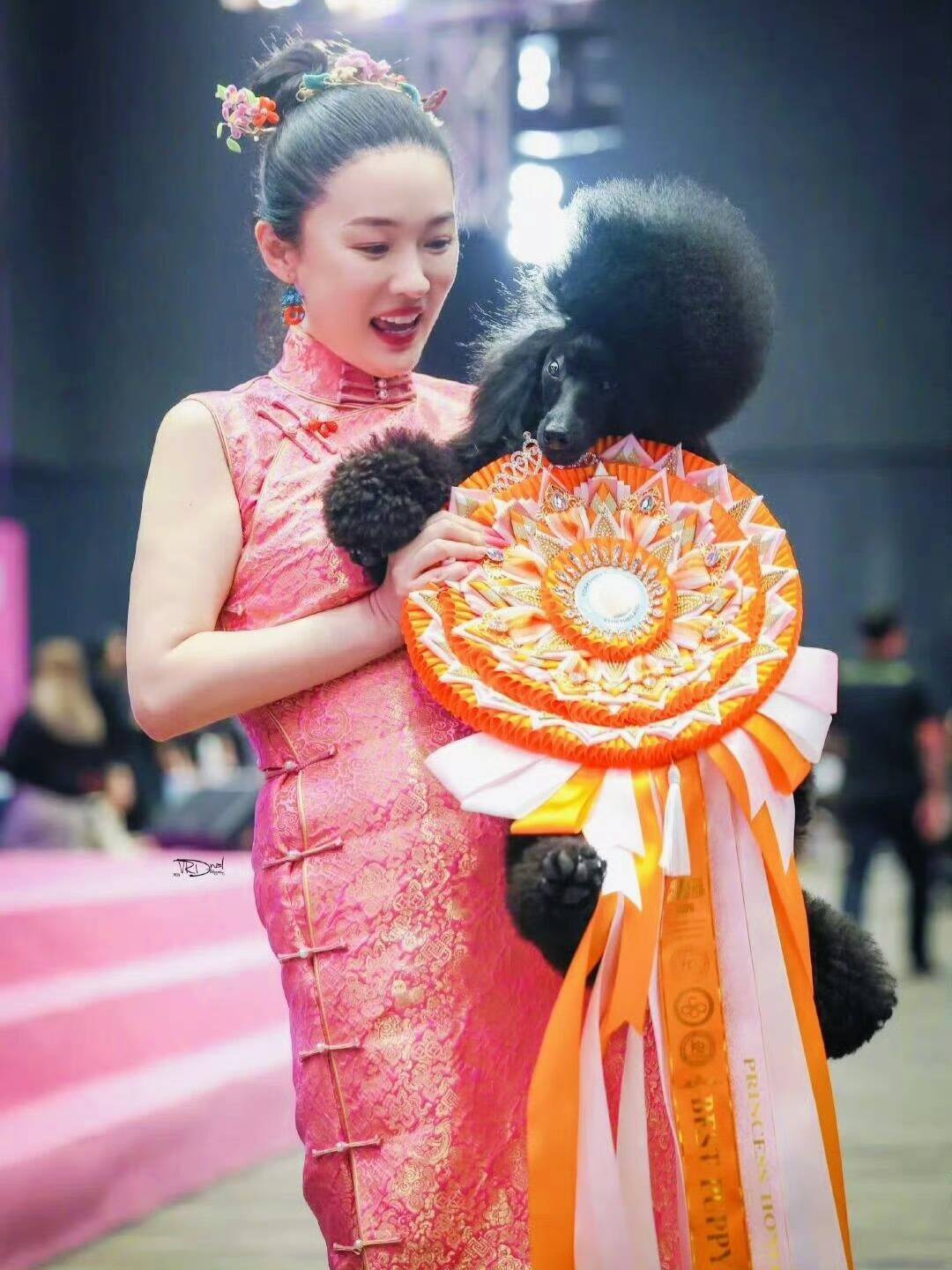 从“七公主”到“金牌牵犬师”,霍思燕用一只蒙古獒再次惊艳世界