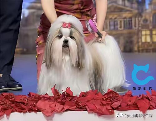 东方名犬闪耀国际赛场 萌宠时代赋能宠物经济新热潮