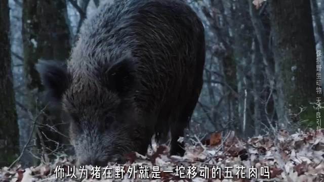 被全世界低估的六边形战士——野猪
