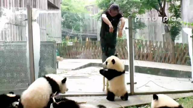 萌兰热衷越狱，江左梅梅手把手教学
