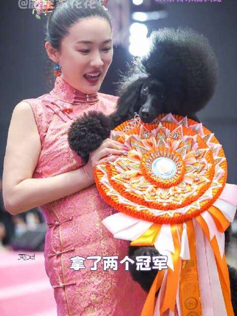 爱宠人士做什么都会成功的狗狗 比格犬