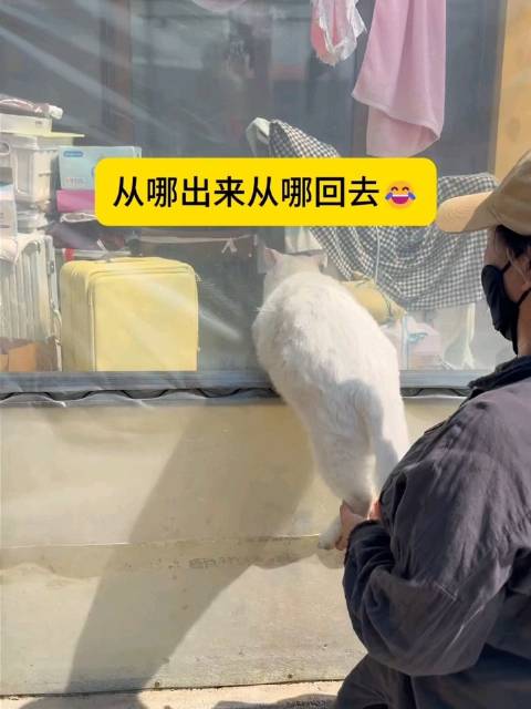 猫咪越狱失败回家遭主人调侃