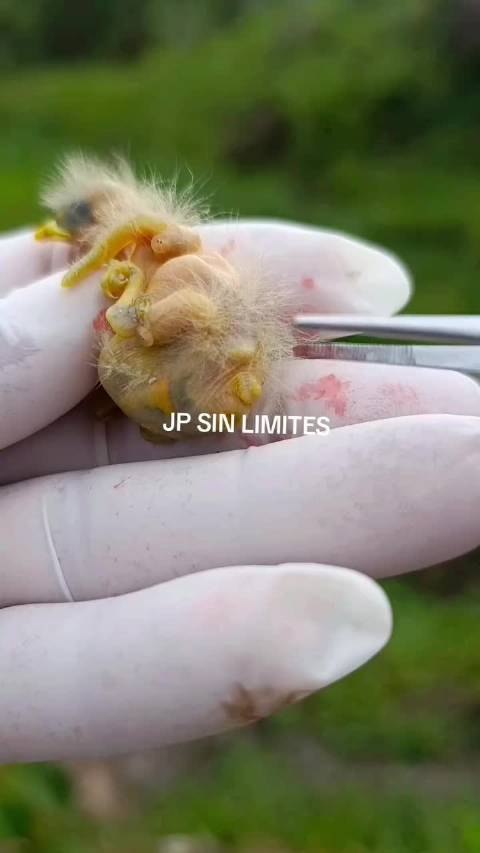 这视频在外国火了，野外的小鸟被寄生虫折磨的奄奄一息，小伙用镊子帮它取出来