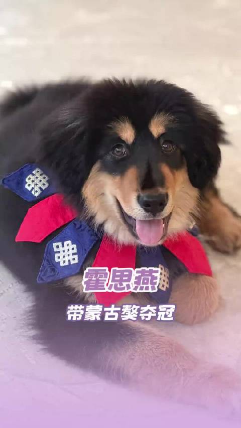 爱宠人士做什么都会成功的狗狗 比格犬 宠物
