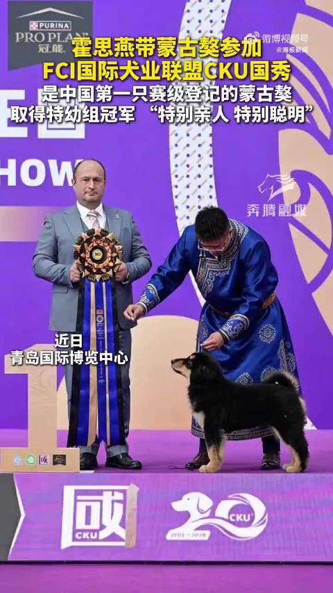 霍思燕蒙古獒青岛夺冠明星转型靠实力不靠炒作娱乐圈真正的卷是深耕赛道