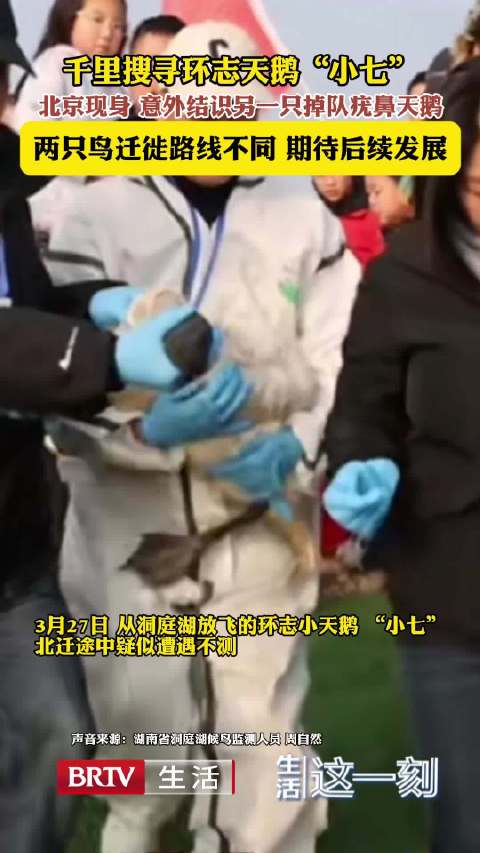 掉队小天鹅北京现身又添奇遇