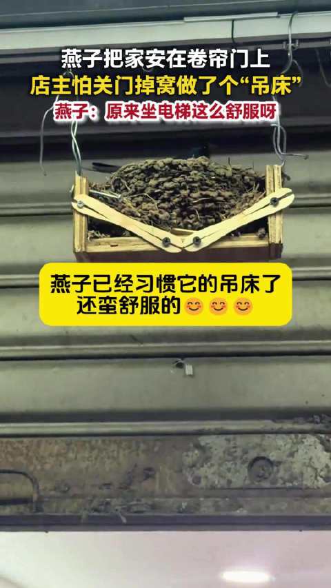 燕子在卷帘门上安家屋主加装吊床