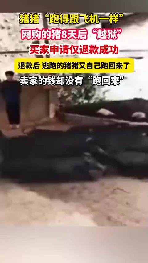 网购猪8天后越狱买家退款成功猪又跑回卖家钱未归