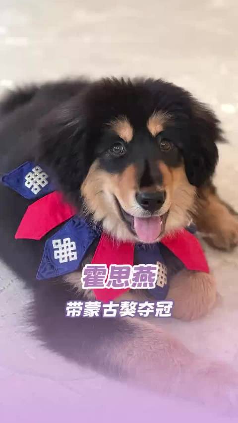 仅仅一个月，霍思燕就带着狗拿了两个冠军，爱宠人士做什么都会成功的！