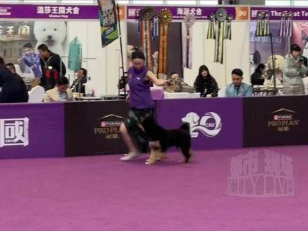 霍思燕爱犬笨笨狼再夺冠，打破欧美犬种垄断
