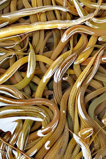 黄鳝美味但别贪嘴!营养师详解3大食用风险与禁忌人群