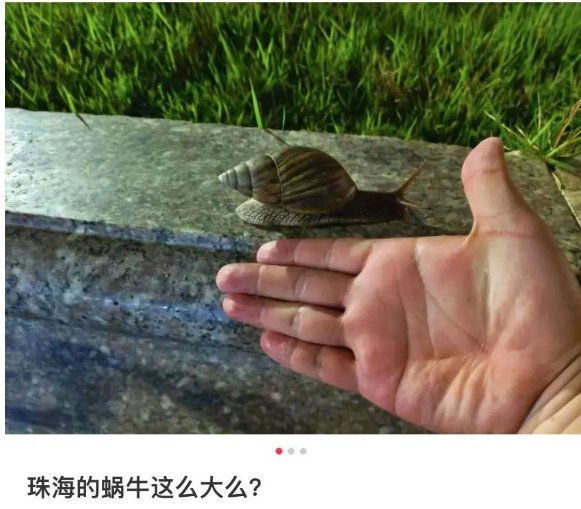 雨后大量出现，广州街坊:一墙都是看得头皮发麻……提醒:不要碰也不要吃!