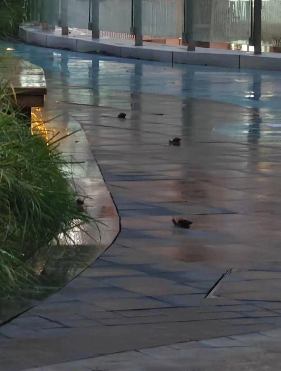 广东暴雨后巨型蜗牛泛滥专家：千万别碰，携带有细菌寄生虫