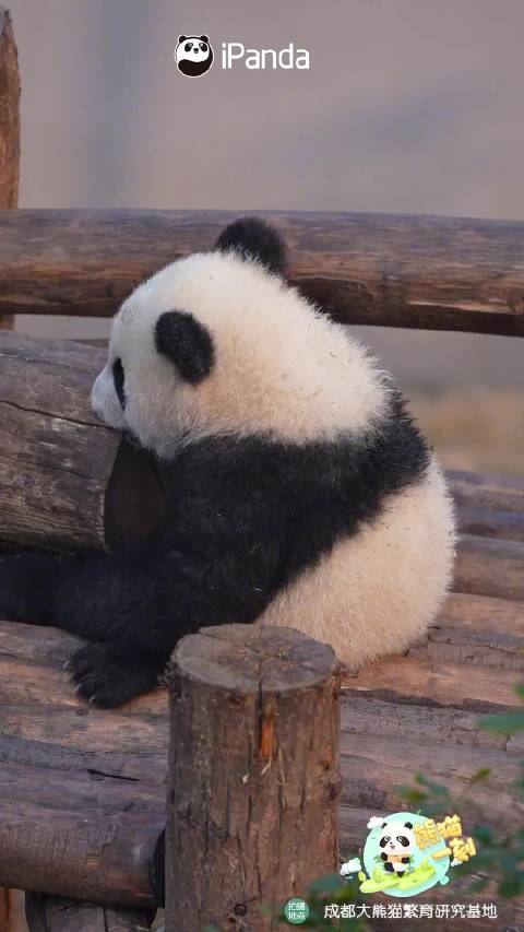 懵懵的大熊猫宝宝太萌了