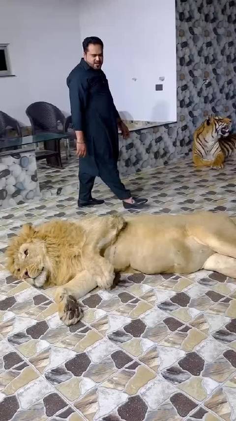 土豪的逗猫日常万物皆有灵性 动物世界