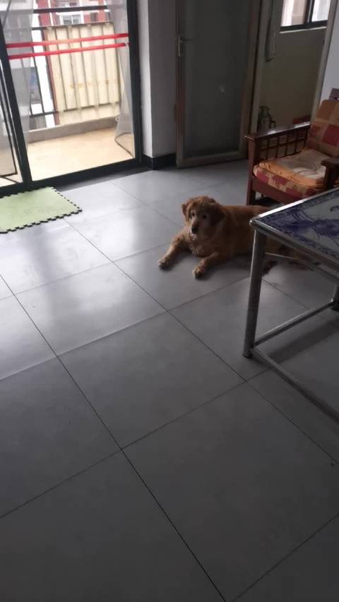 萌化了 哈妮宝宝 看动物世界