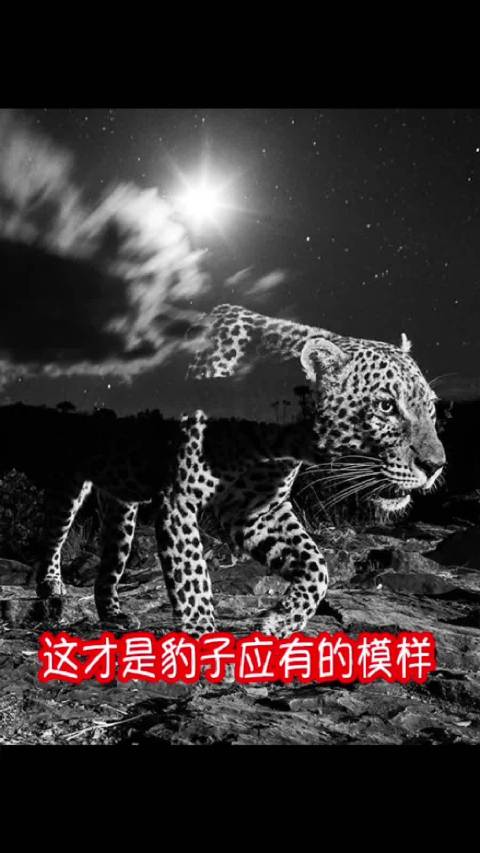 英摄影师低速快门拍透明豹,闪光定格头部显神出鬼没
