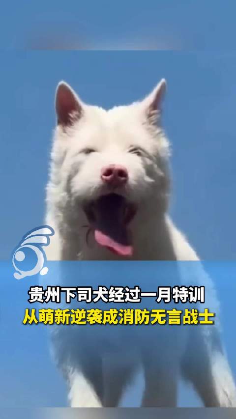 小狗的逆袭之路