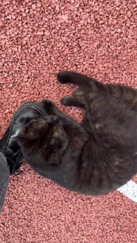 成都黑渐层弟弟找领养