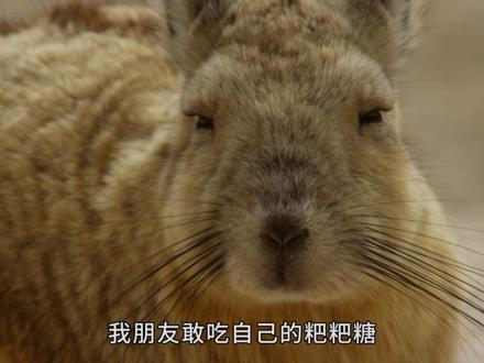 耗时3个月，时长1987秒的搞笑动物大合集