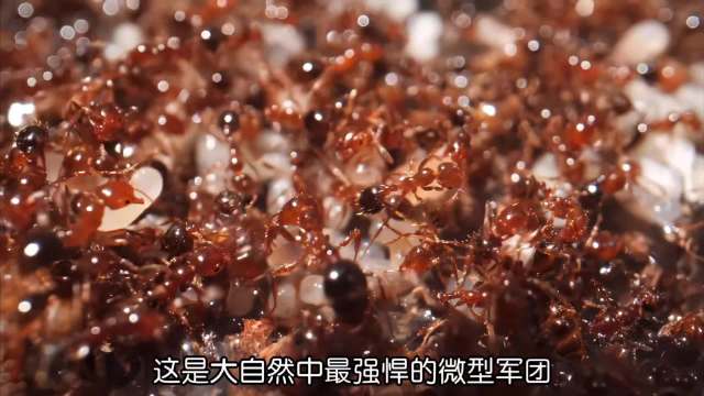 红火蚁群体叮蜇危害大发现需立即上报