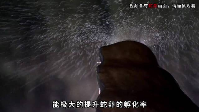 金环海蛇幼蛇破壳入海,体长30厘米自带毒液