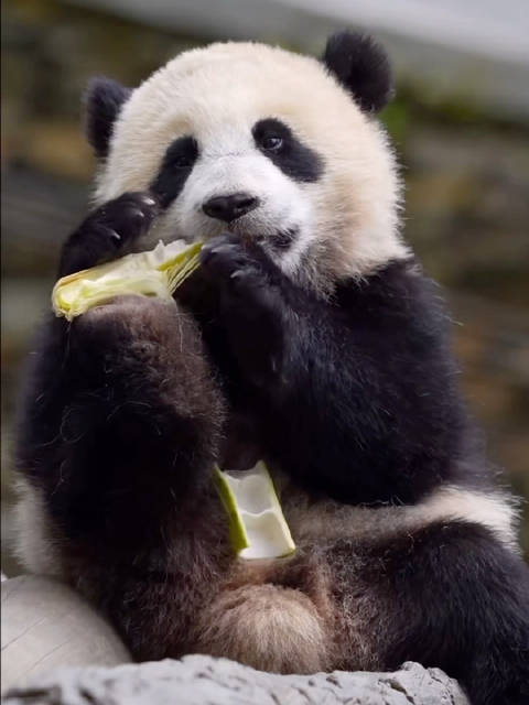 乔家大院熊猫自主进食习惯养成,徐奶爸训练有方