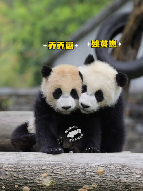 大熊猫姚蔓与乔乔亲密互动引围观