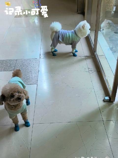 萌宠散步日常，仔仔依赖肥球自由